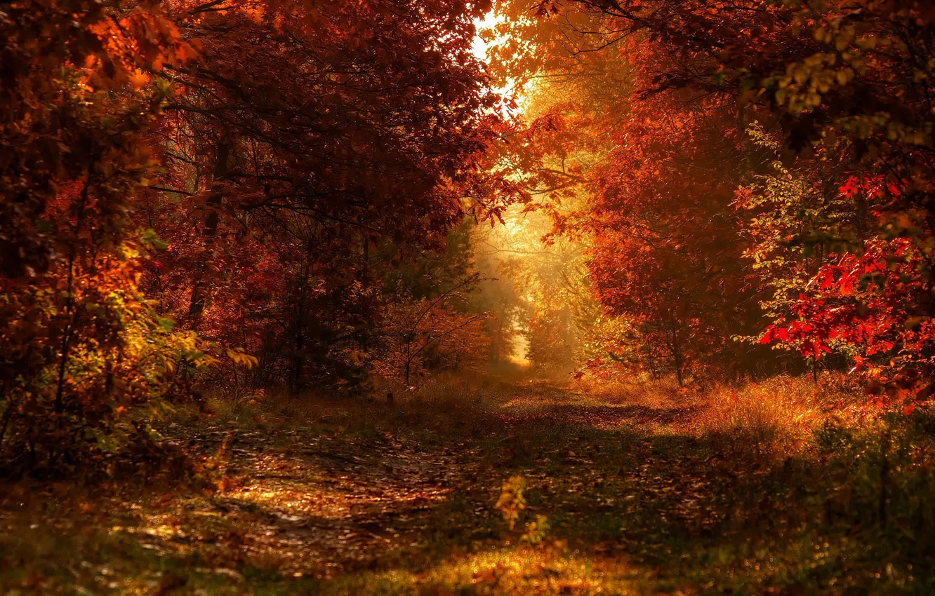 Photo wallpaper autumn, forest, bokeh
