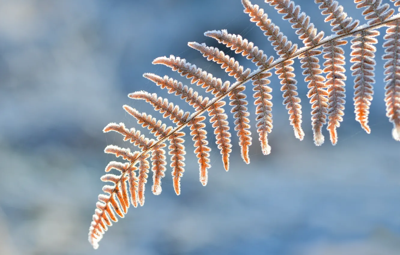 Photo wallpaper frost, macro, sheet, background, fern
