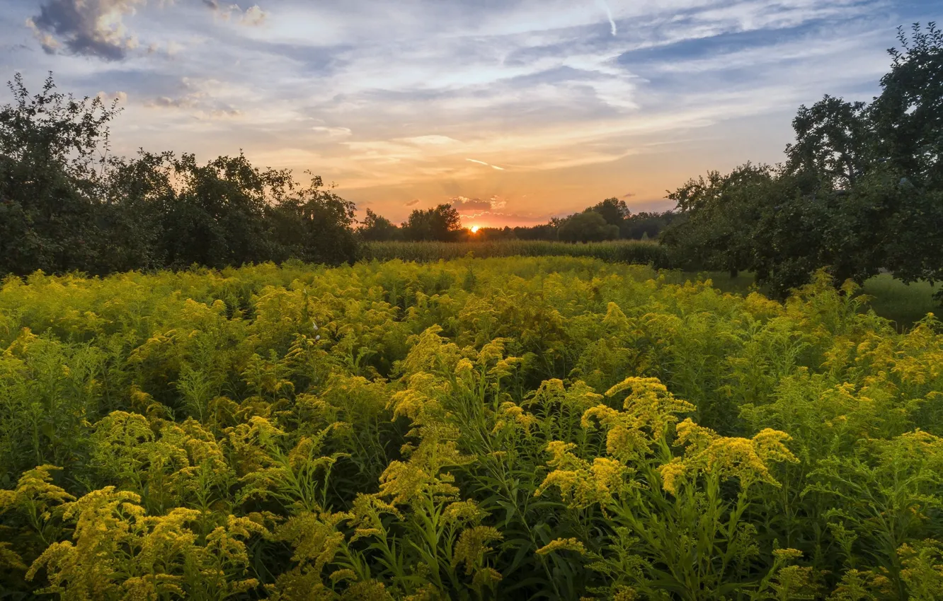 Wallpaper field, sunset, flowers for mobile and desktop, section ...