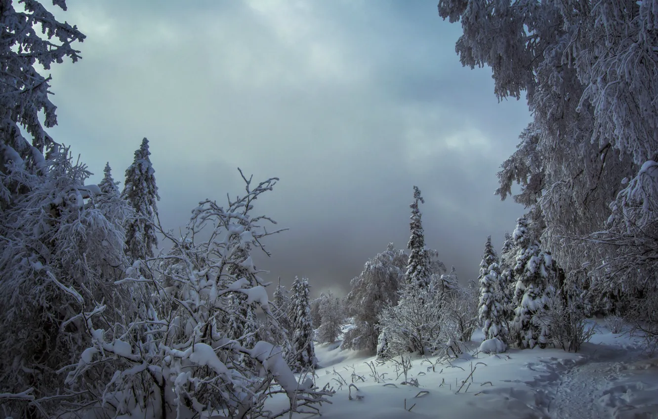 Photo wallpaper winter, snow, trees, trail, the snow