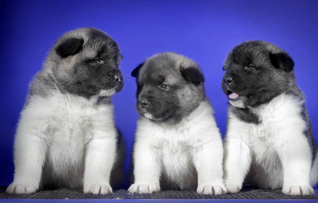 Photo wallpaper background, dog, puppy