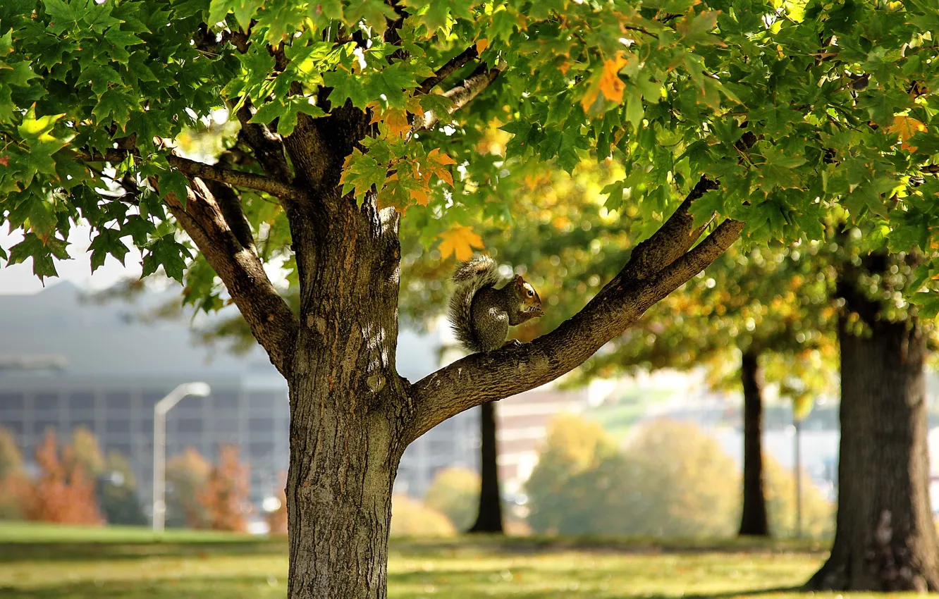 Photo wallpaper park, autumn, leaves, tree, leaf, pose, season, squirrel