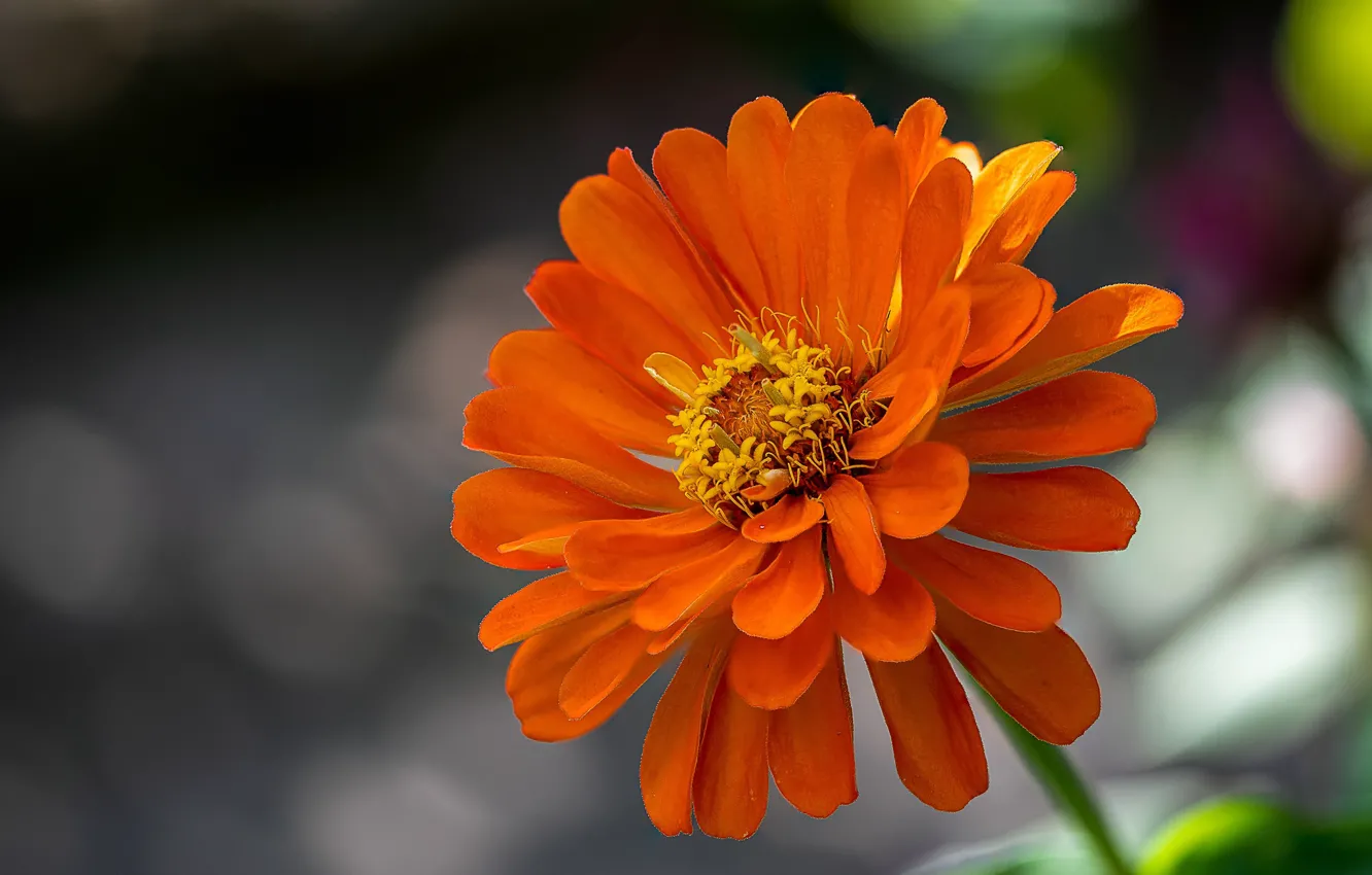 Photo wallpaper flowers, bokeh, zinnia
