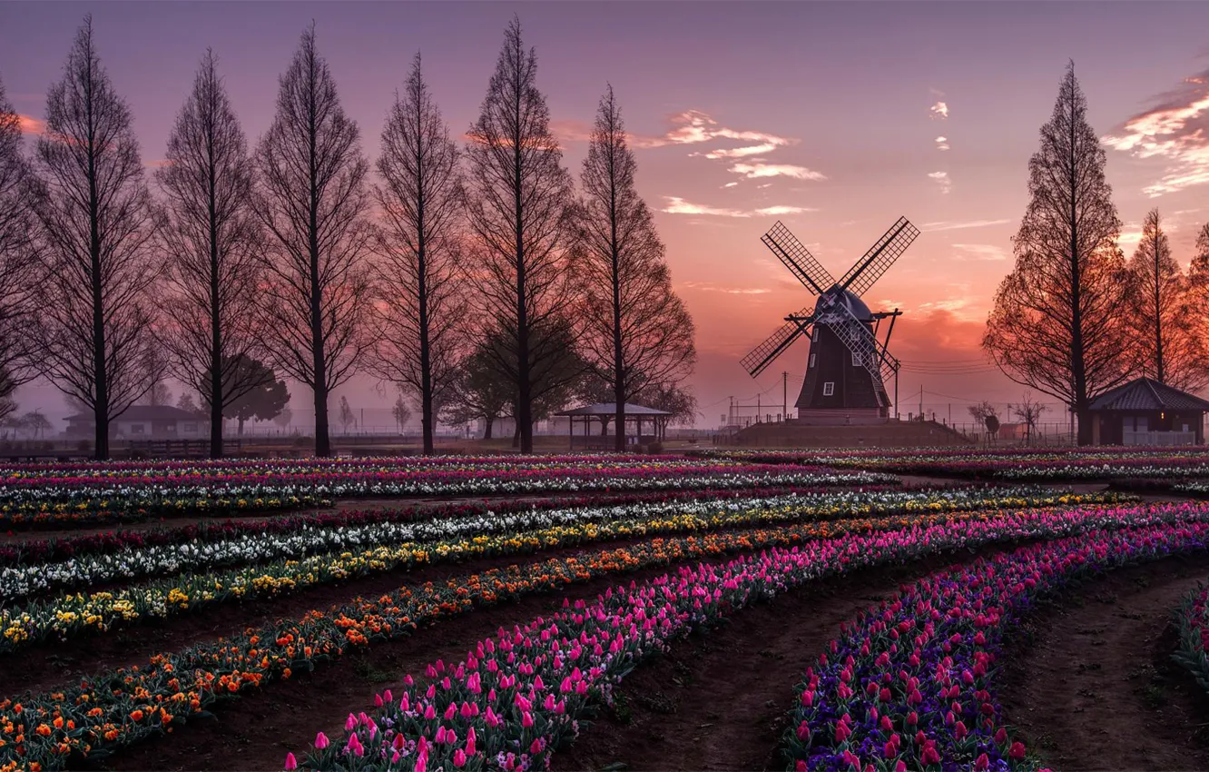 Photo wallpaper Holland, nature, flowers, scenic, beauty, tulips, windmill, farm