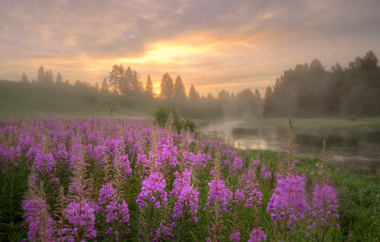 Photo wallpaper fog, river, morning, Ivan-tea, fireweed