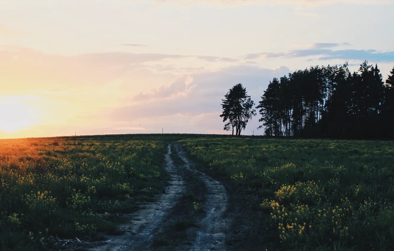 Photo wallpaper road, field, forest, the sun, landscape, sunset, nature, village