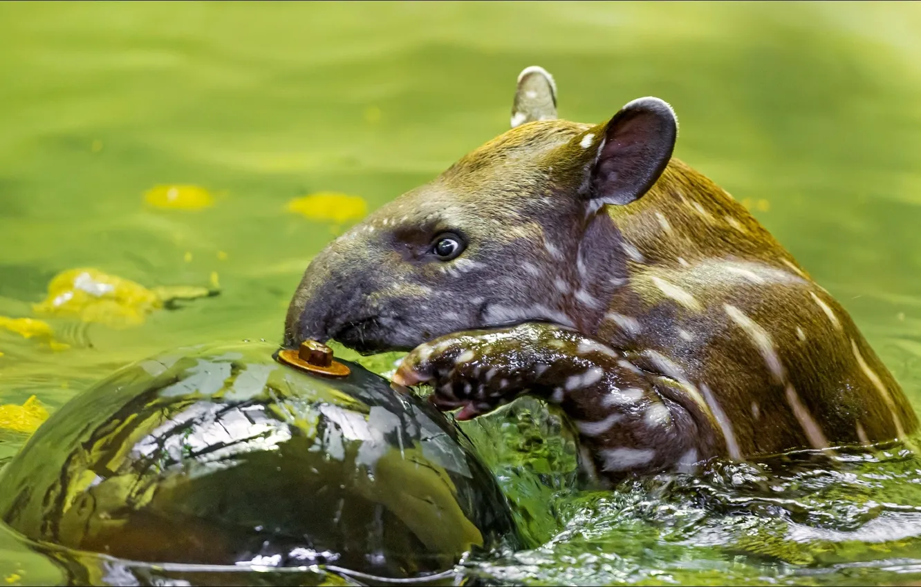 Photo wallpaper animals, nature, mine detector), tapir