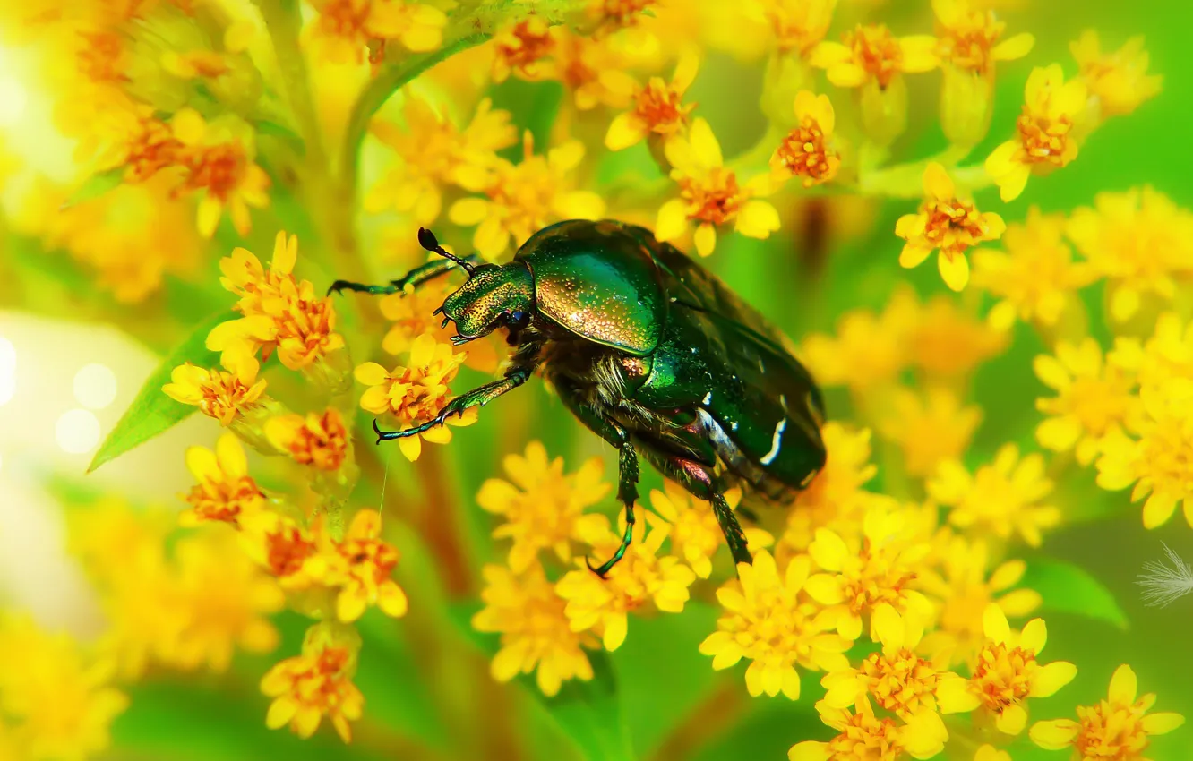 Photo wallpaper summer, macro, flowers, yellow, green, background, beetle, insect