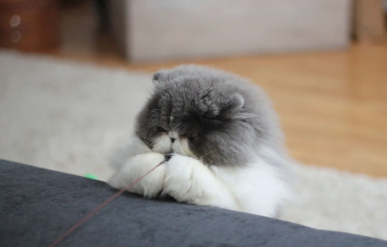 Photo wallpaper cat, cat, wool, fluffy, plays