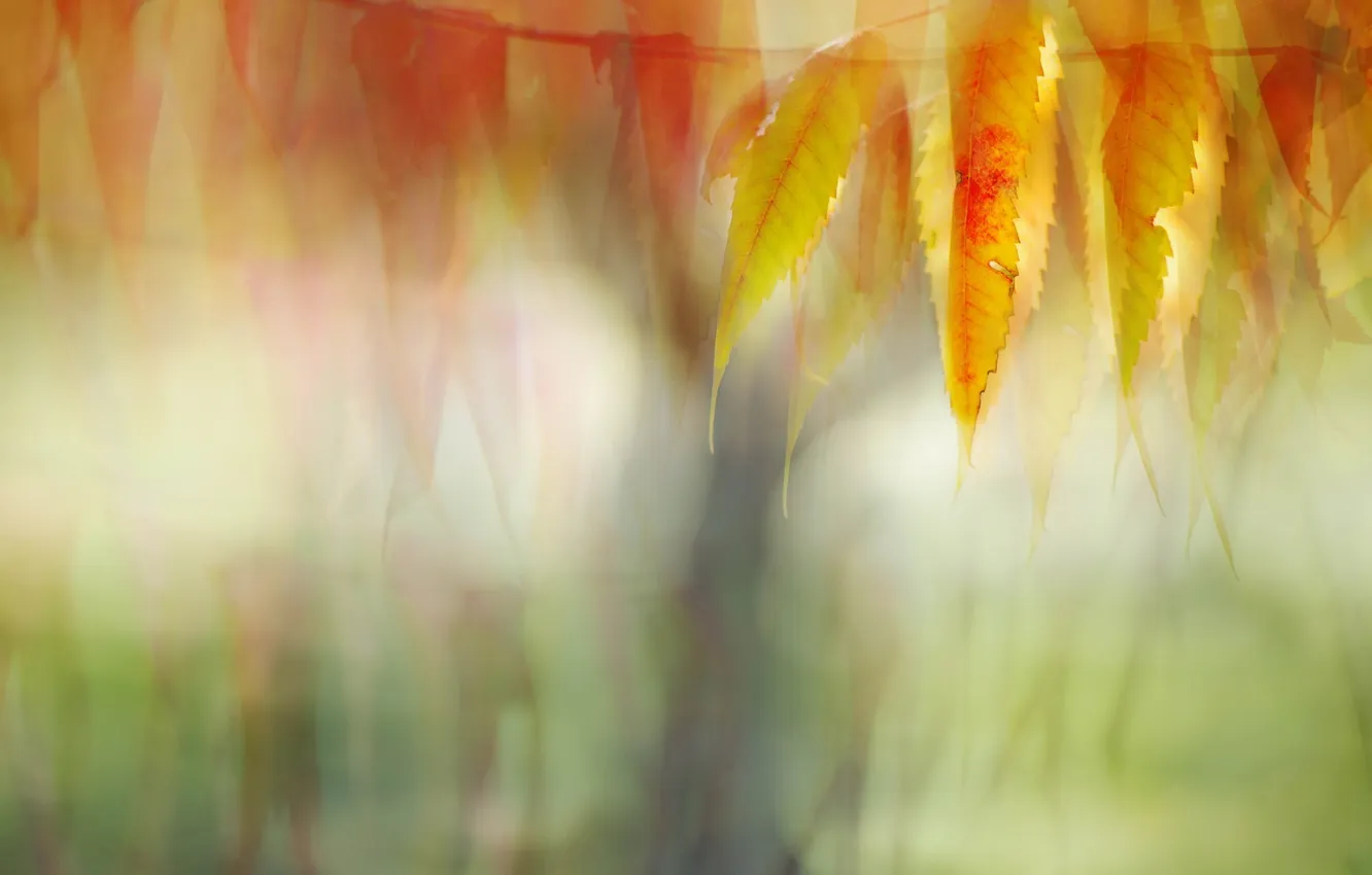 Photo wallpaper autumn, leaves, nature