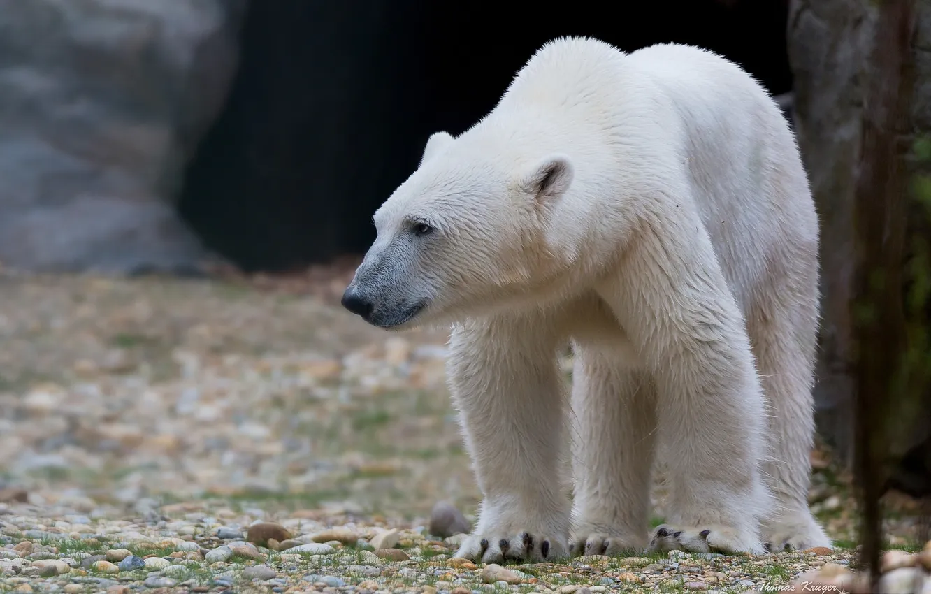 Photo wallpaper stones, bear, polar bear