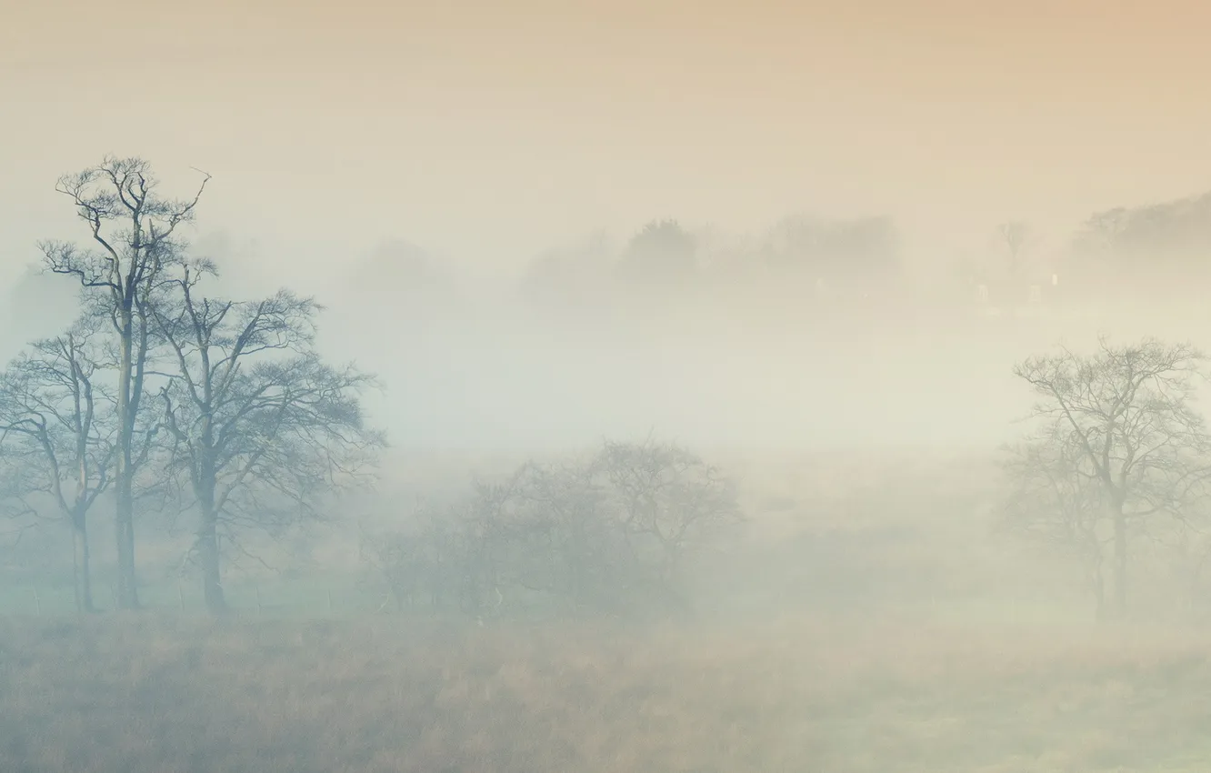 Photo wallpaper field, fog, peispi