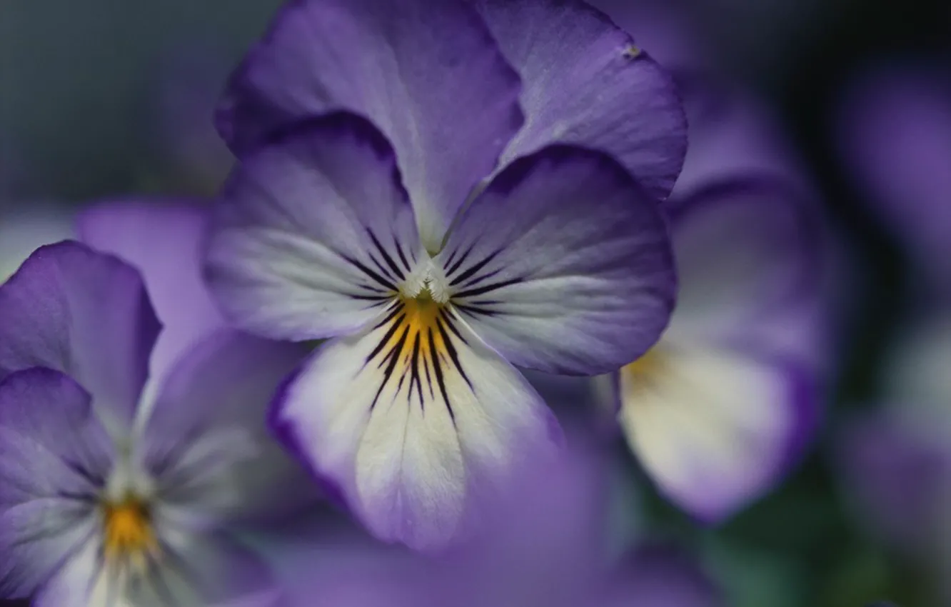Photo wallpaper flower, purple, petals, Violet
