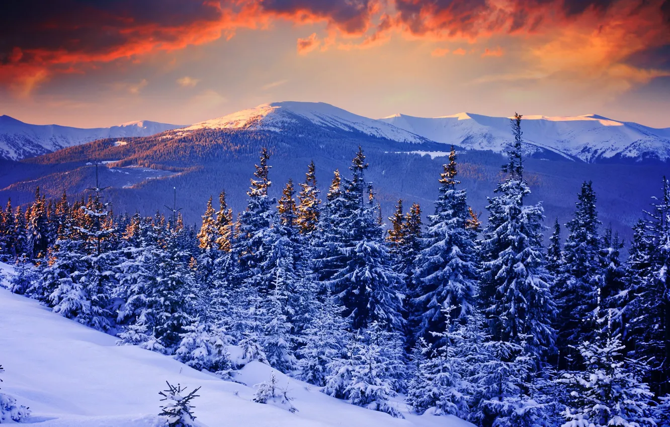 Photo wallpaper winter, forest, the sky, snow, trees, sunset, mountains, nature
