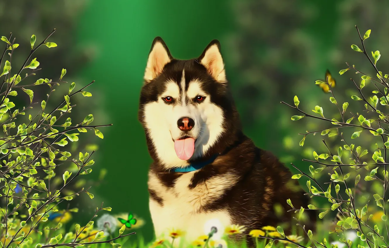 Photo wallpaper language, background, each, dog, husky