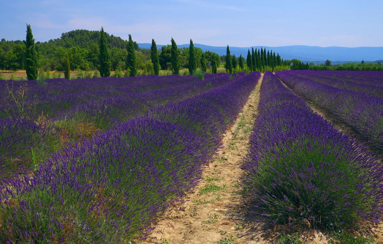 Photo wallpaper lavender, plantation, cypress, lavender field