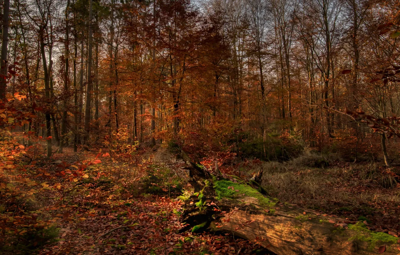 Photo wallpaper autumn, forest, leaves, trees, branches