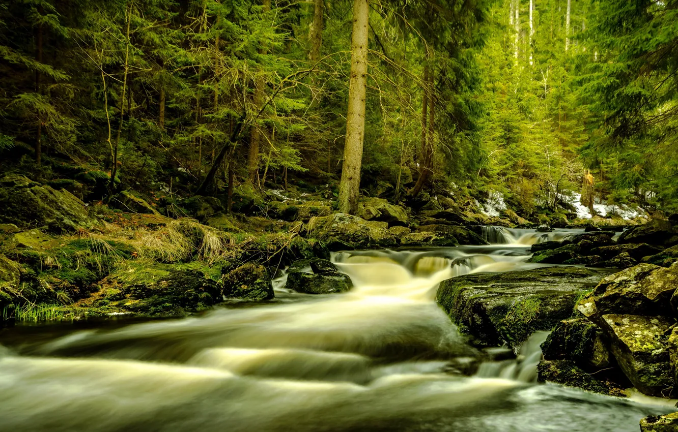 Photo wallpaper forest, branches, river, stream, stones, shore, for, stream