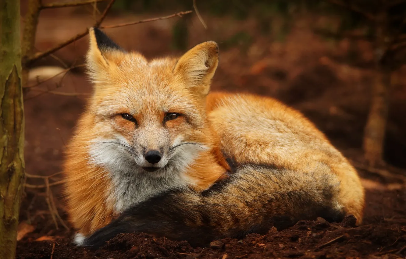 Photo wallpaper nature, background, Fox