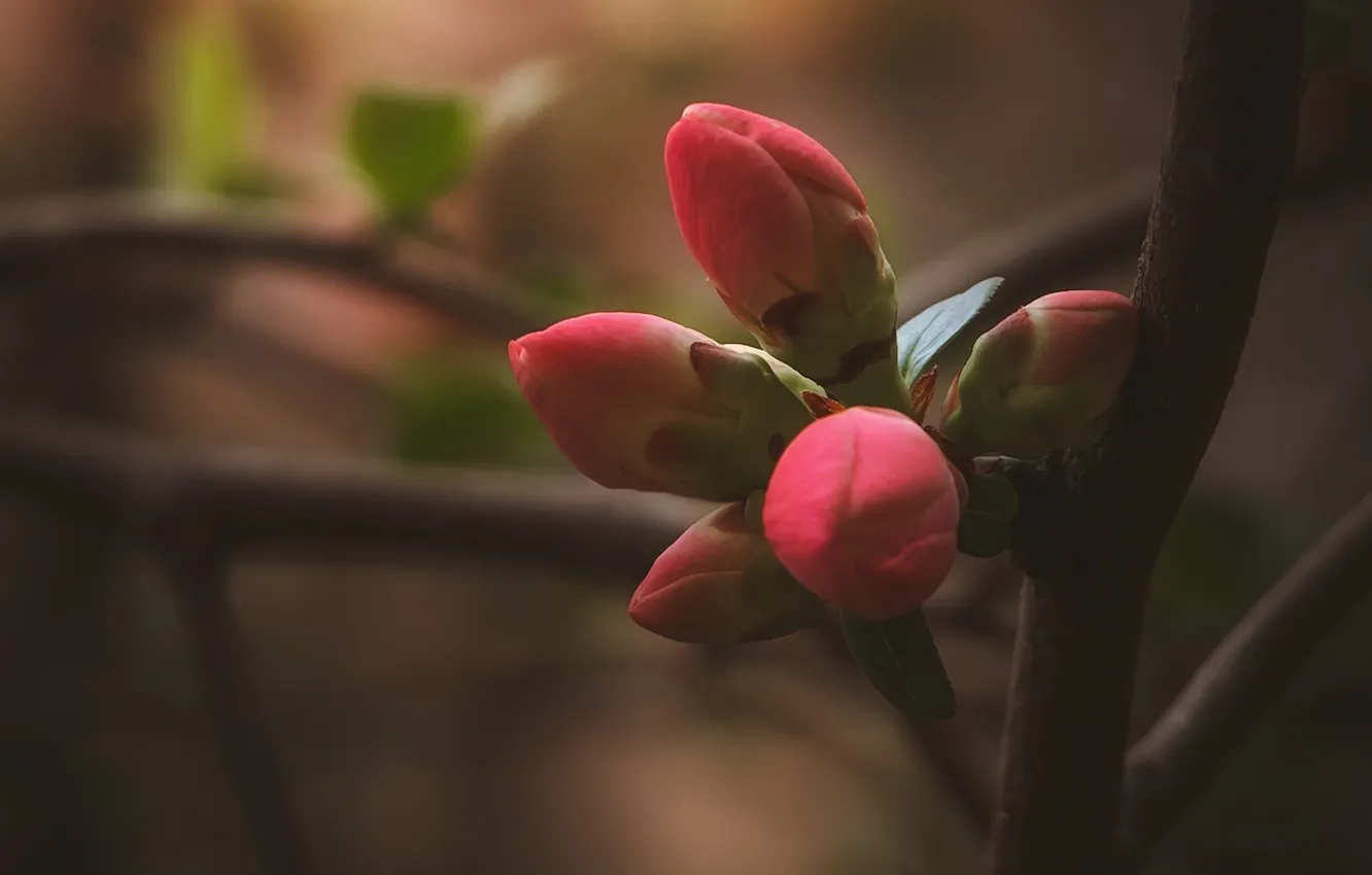 Photo wallpaper macro, branches, buds, quince, Nadezhda Zakharova