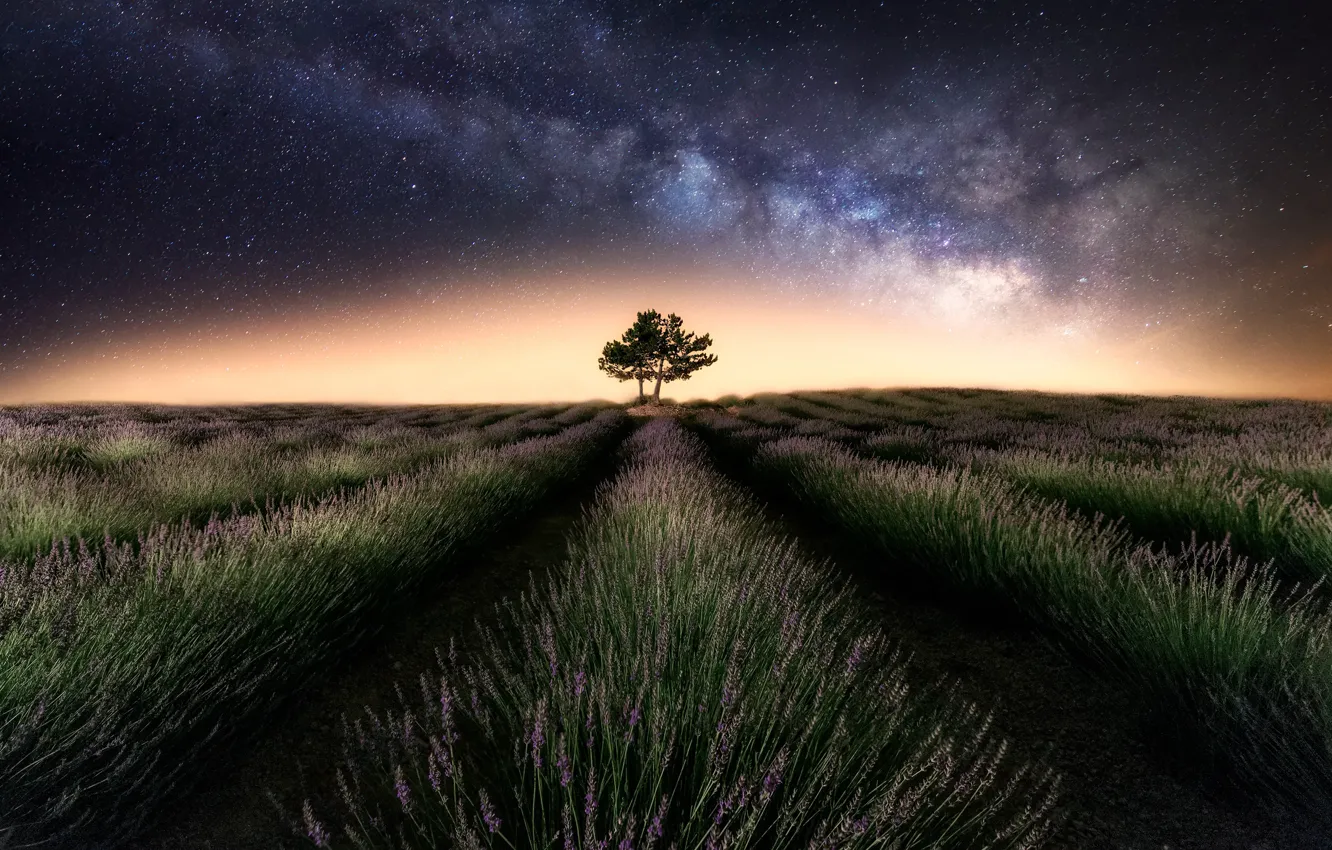 Photo wallpaper field, the sky, stars, night, tree, the milky way, lavender