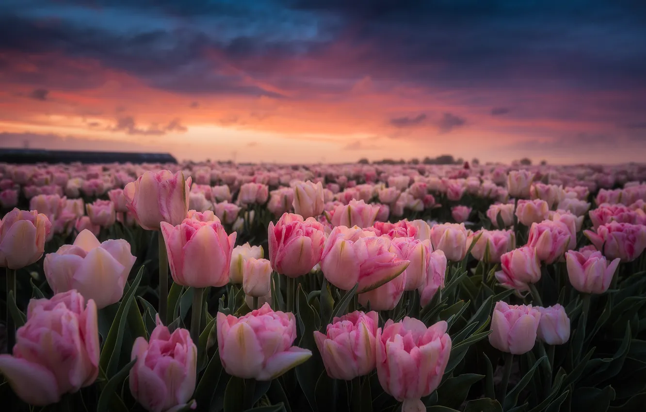 Photo wallpaper field, dawn, morning, tulips, pink, Netherlands, buds, a lot
