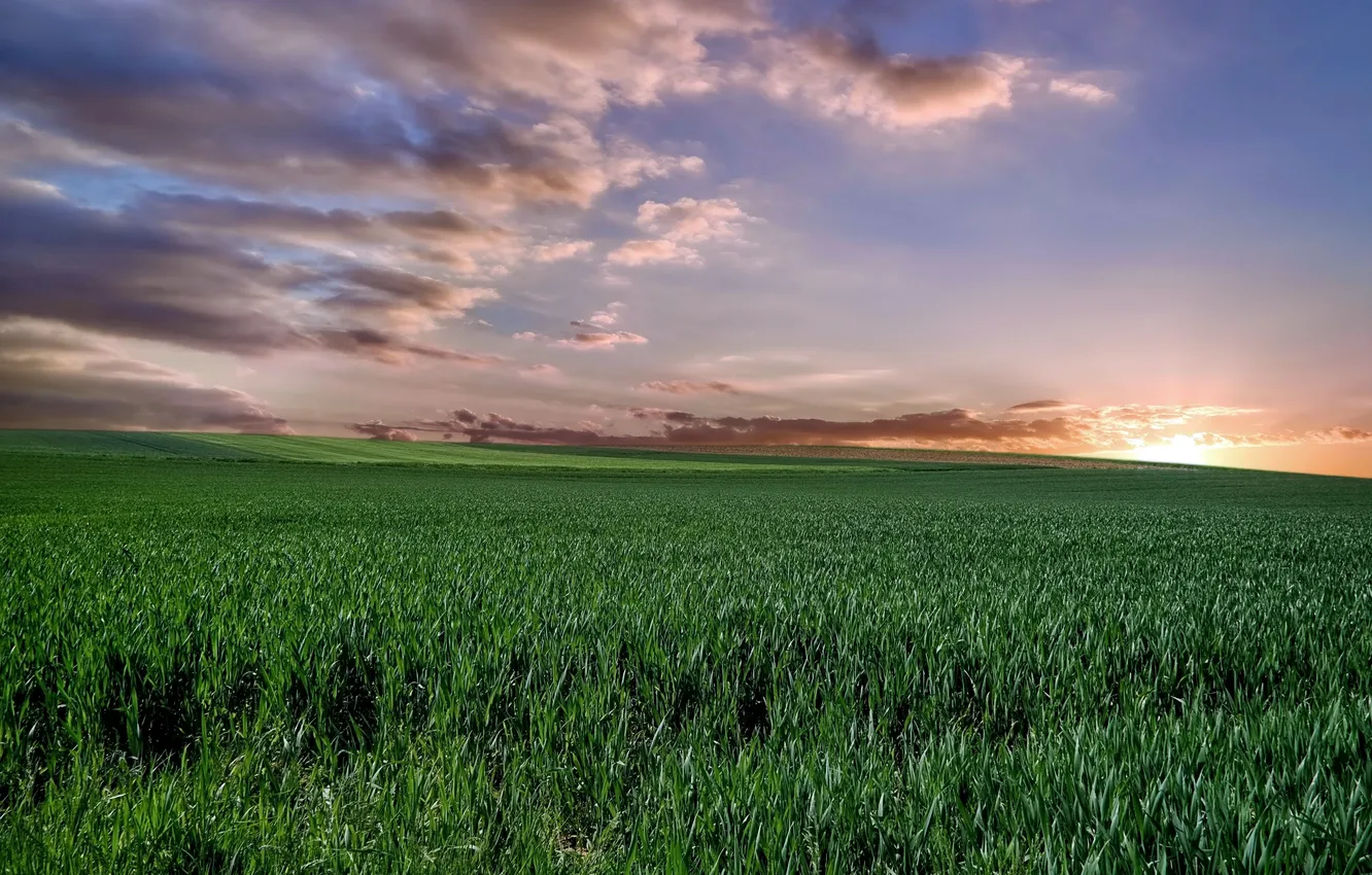 Photo wallpaper field, summer, sunset