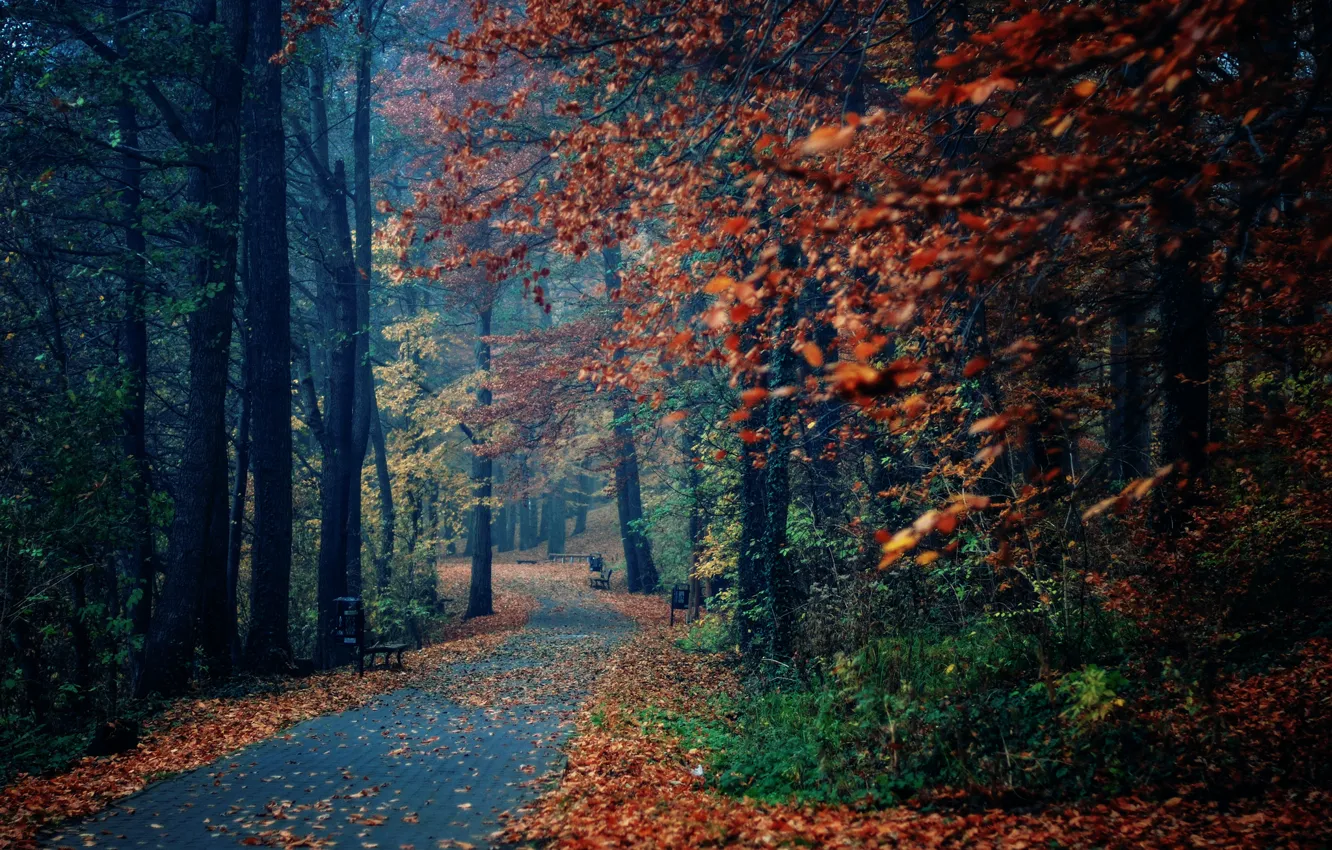 Photo wallpaper autumn, trees, nature, Park, foliage, shop