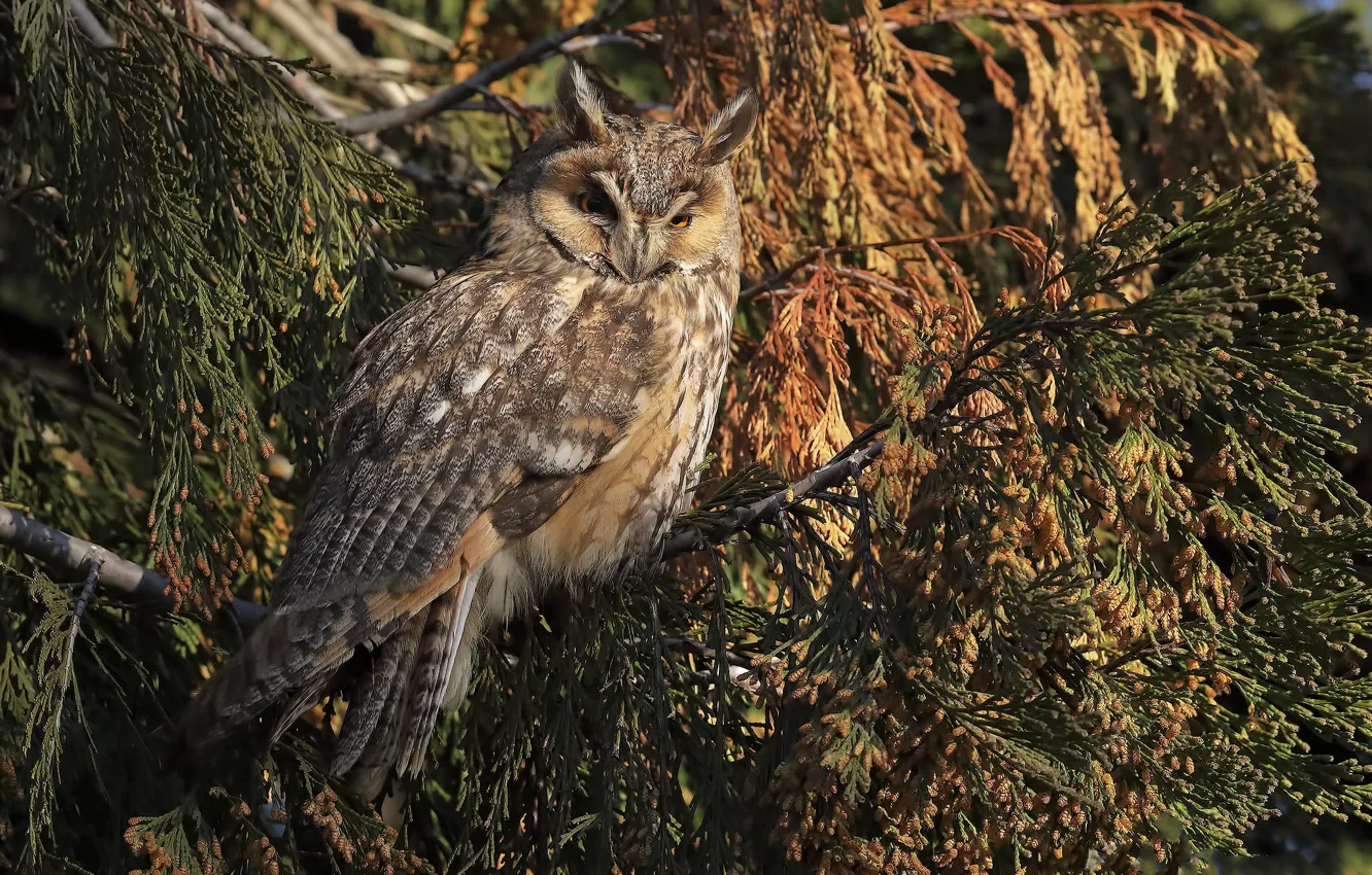 Photo wallpaper owl, bird, owl