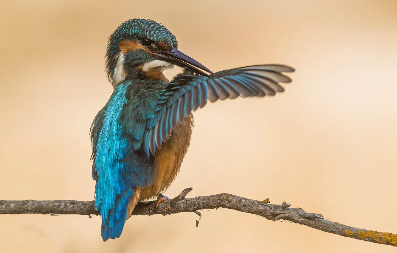 Photo wallpaper bird, wings, Kingfisher, cleaning