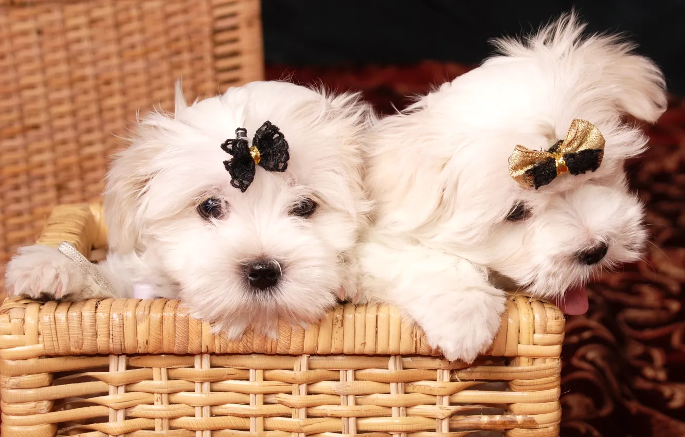 Photo wallpaper puppy, puppy, lapdog