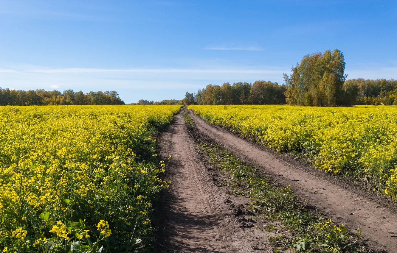 Photo wallpaper road, forest, the sky, flowers, blue, rape, rapeseed field