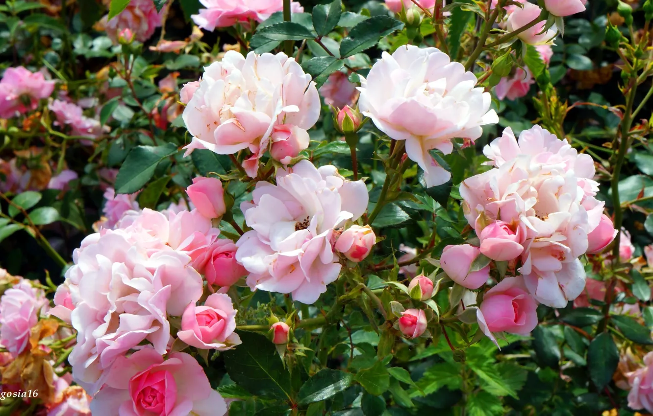 Photo wallpaper rose, flower, garden, blooming