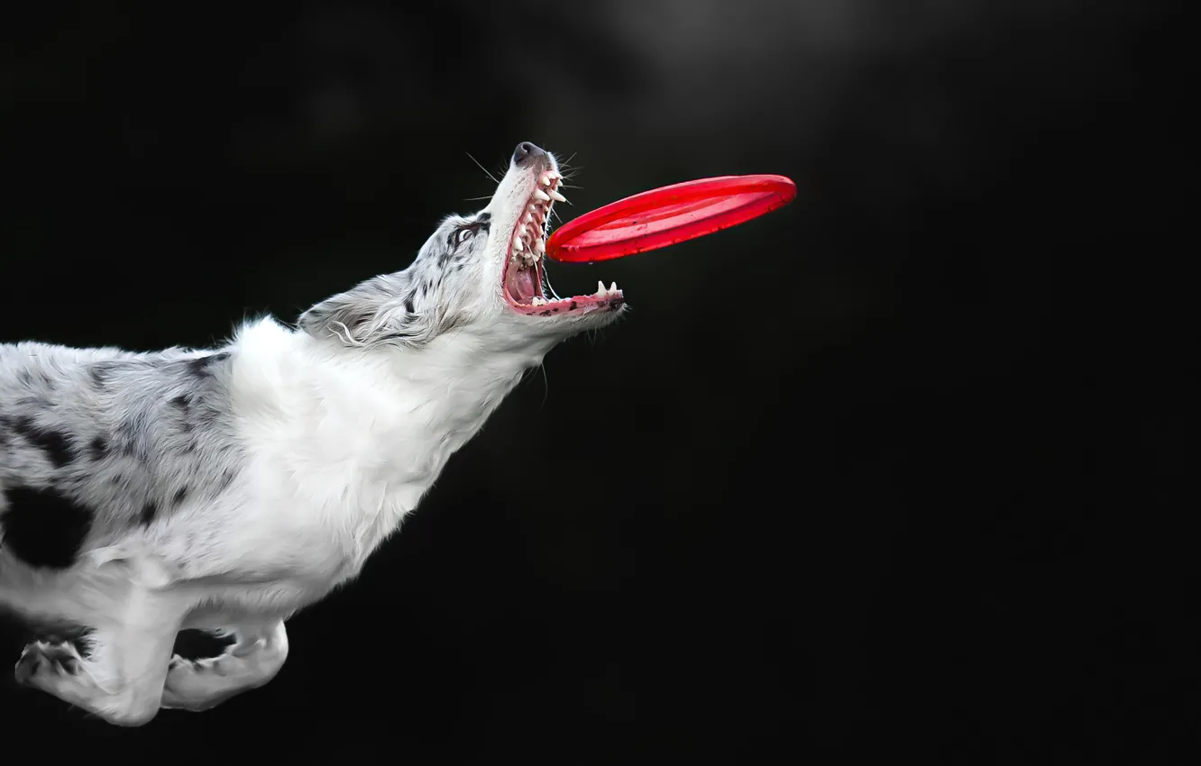 Photo wallpaper each, the game, dog