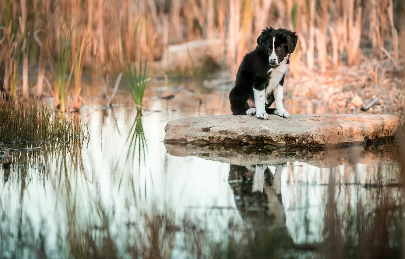 Photo wallpaper grass, water, reflection, stone, dog, baby, puppy, pond