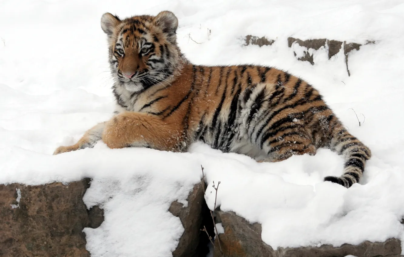 Photo wallpaper winter, cat, snow, tiger, stone, kitty, tiger, Amur