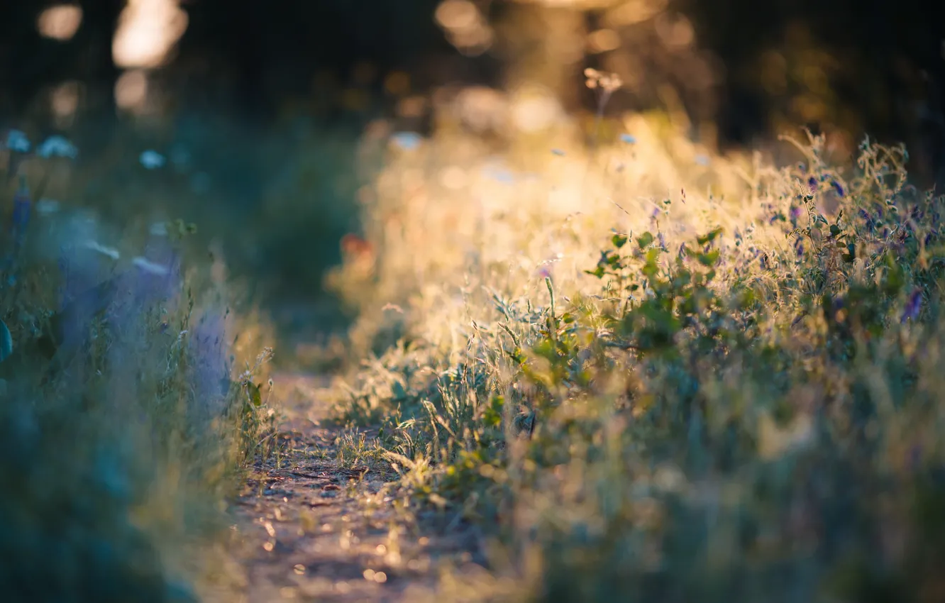 Photo wallpaper grass, light, nature