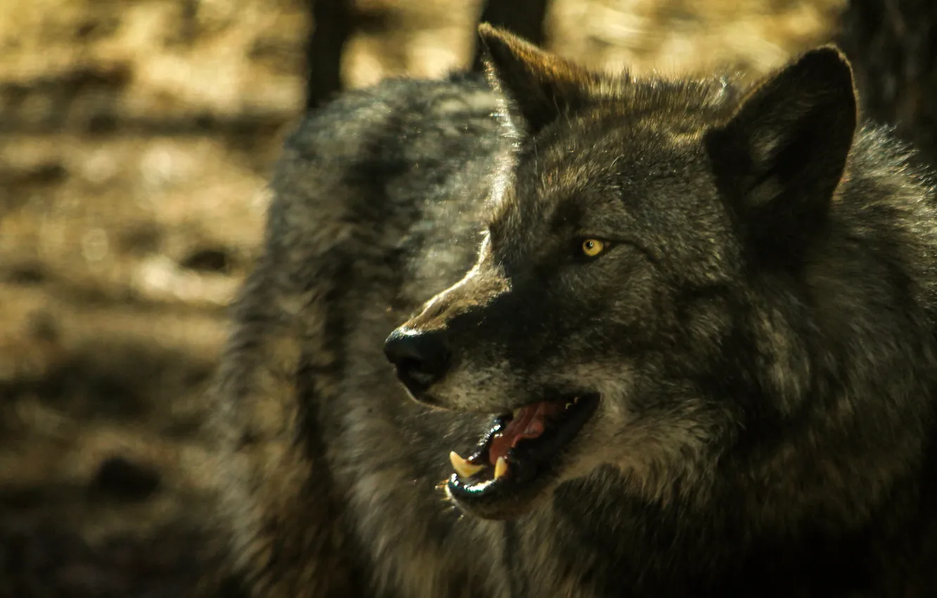 Photo wallpaper grey, wolf, grin