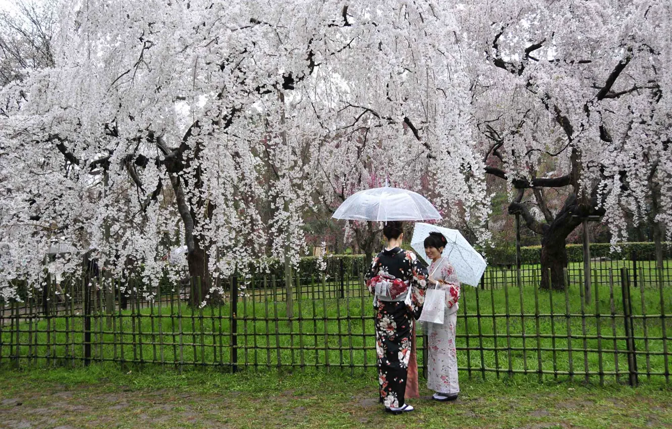 Photo wallpaper umbrella, Sakura, kimono, Japanese women