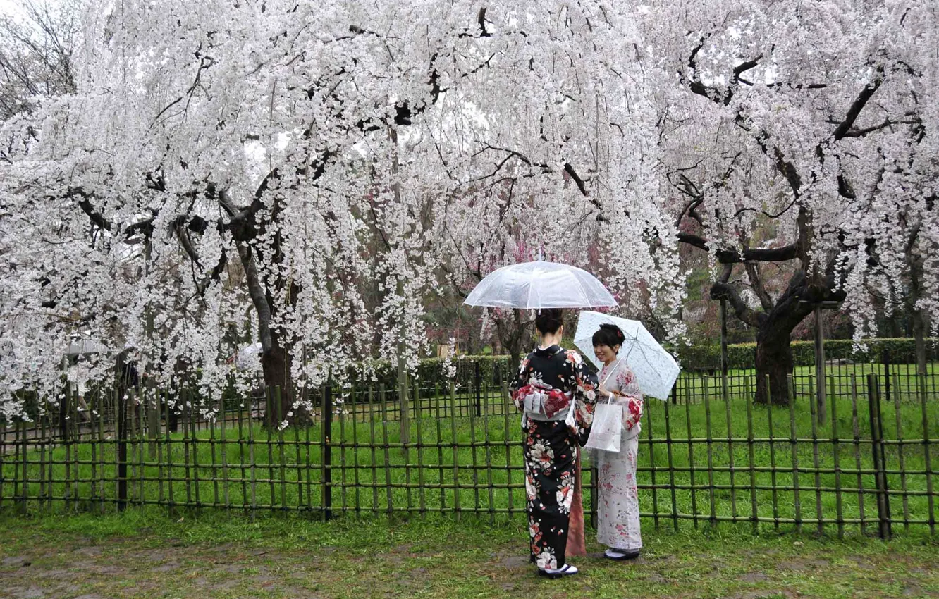 Photo wallpaper Japanese, umbrella, Sakura, kimono