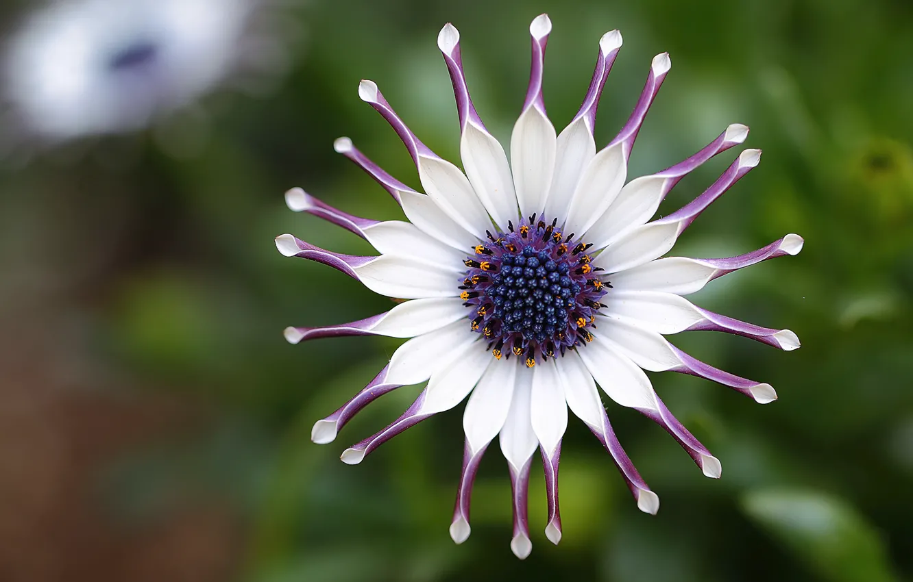 Photo wallpaper flower, macro, focus, petals, purple, white, African, Daisy