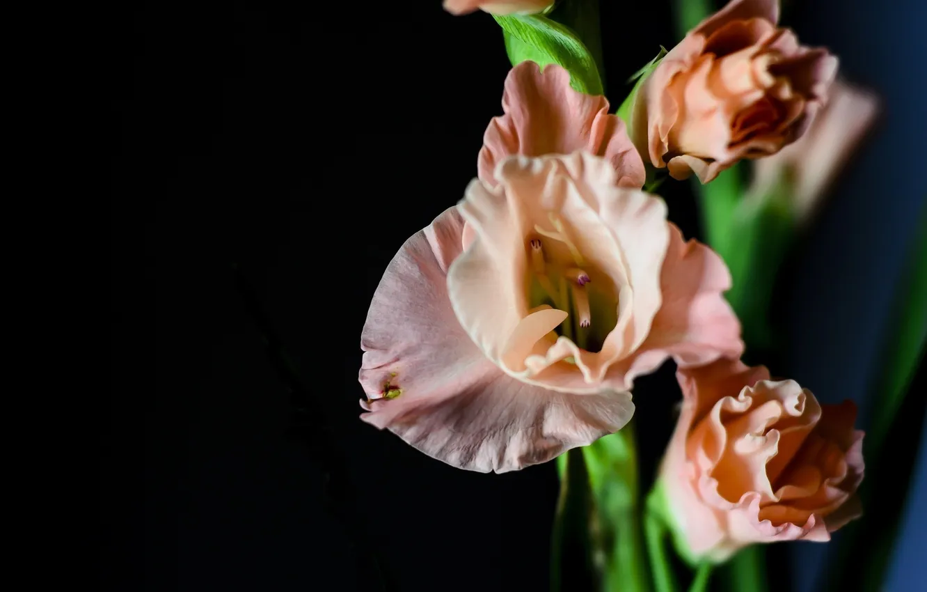 Photo wallpaper flowers, petals, gladiolus