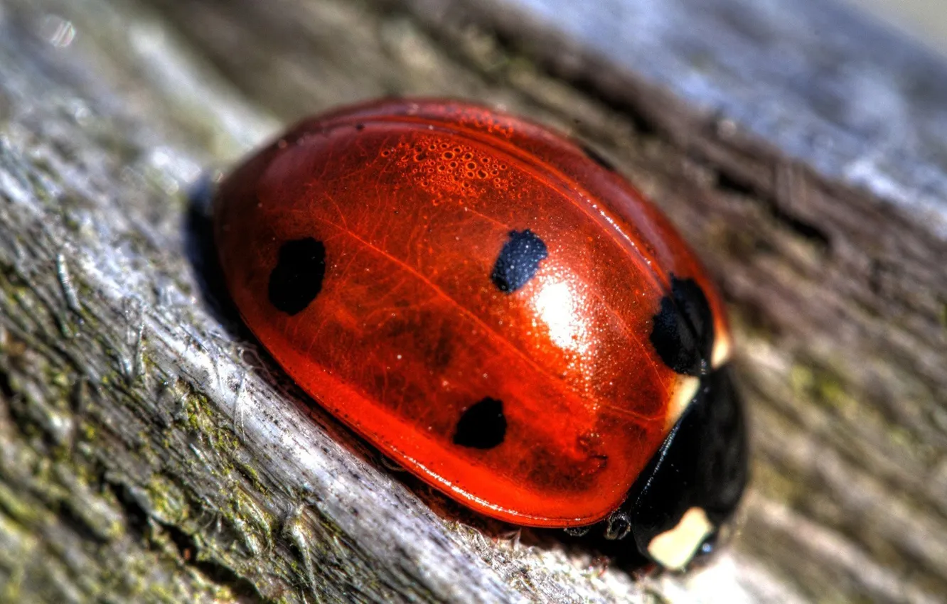 Photo wallpaper red, insect, bark, ladybug, Of GOD