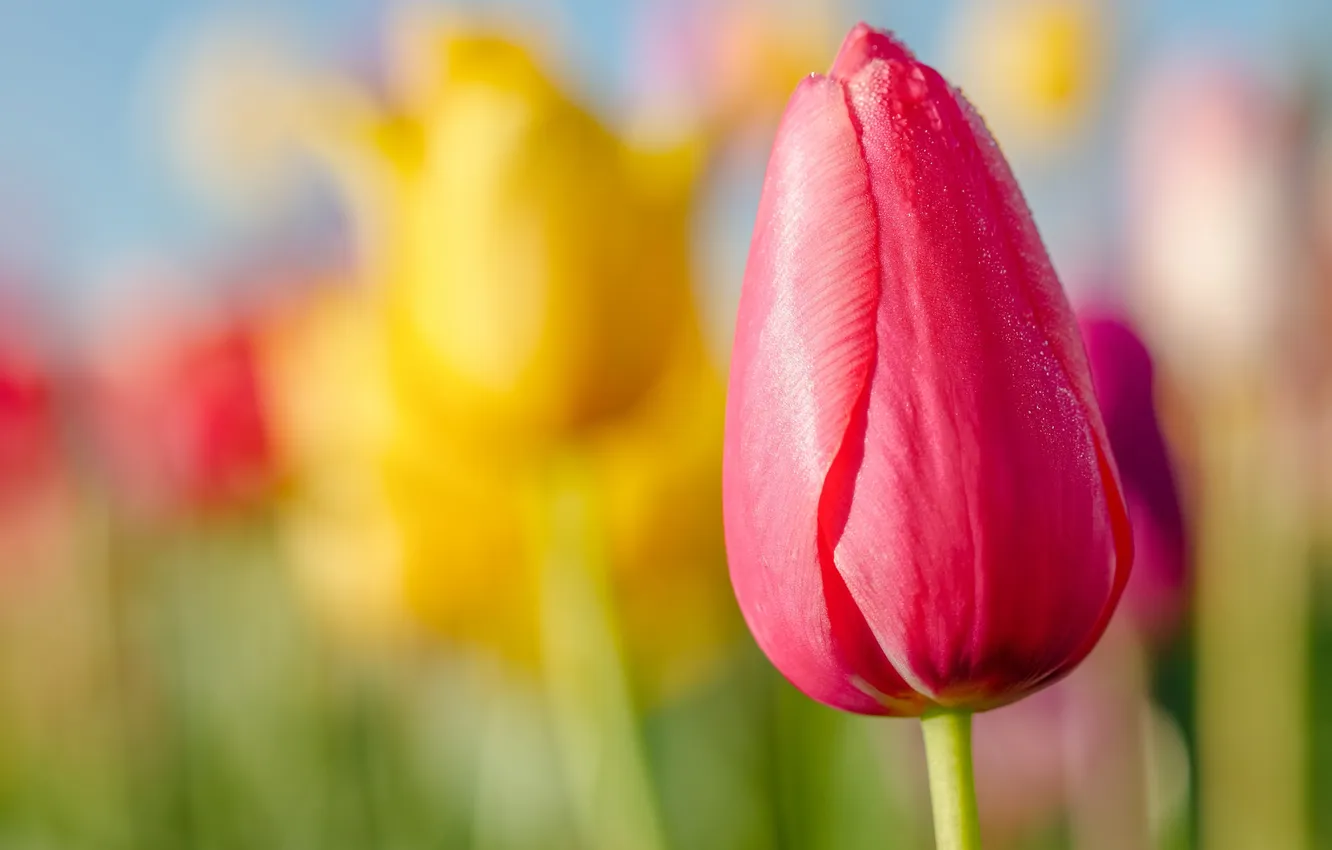 Photo wallpaper the sky, macro, nature, petals, stem, tulips