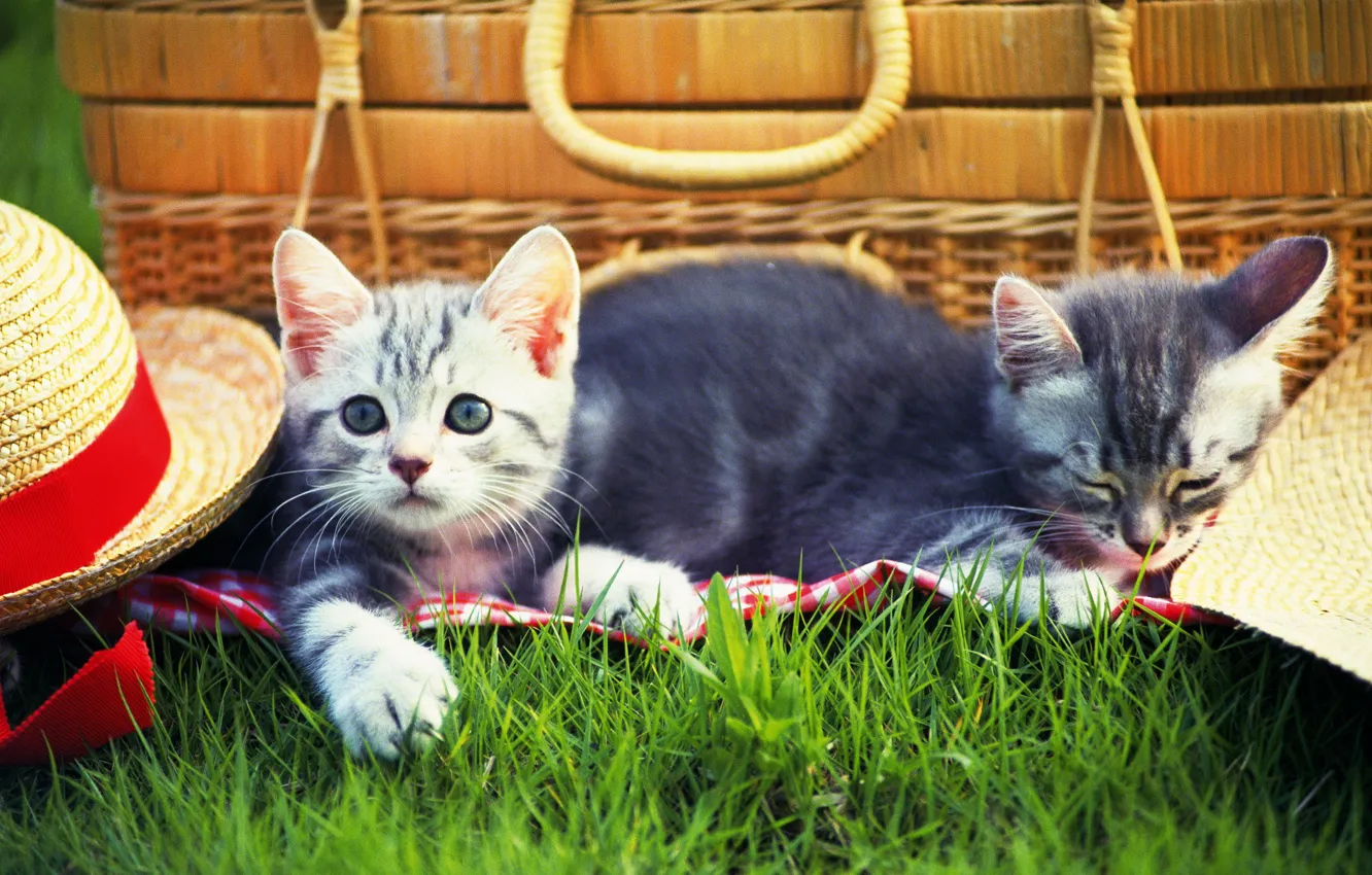 Photo wallpaper grass, cats, kitty, hat, grass, picnic, hat, kitten