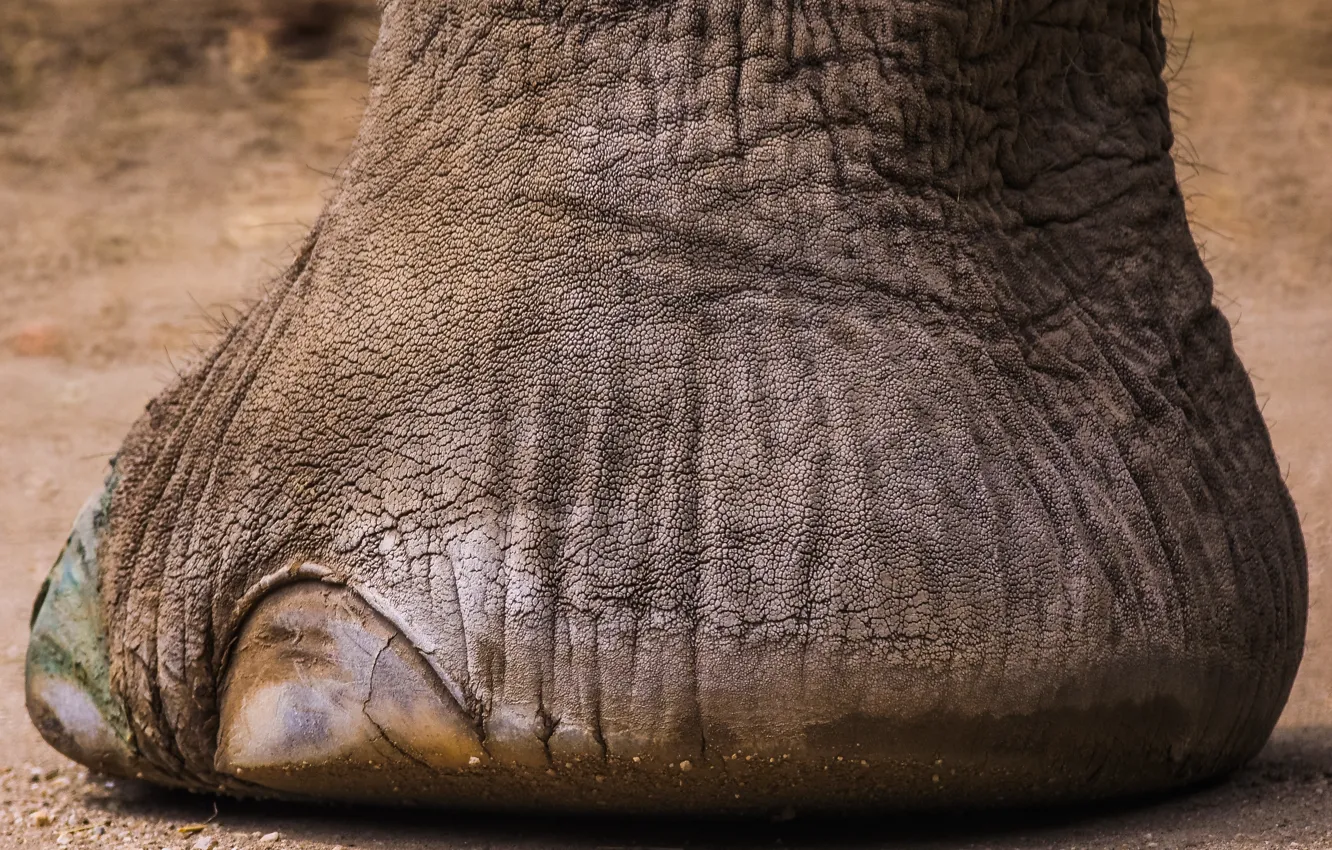 Photo wallpaper elephant, nail, foot, foot, elephant toe nail