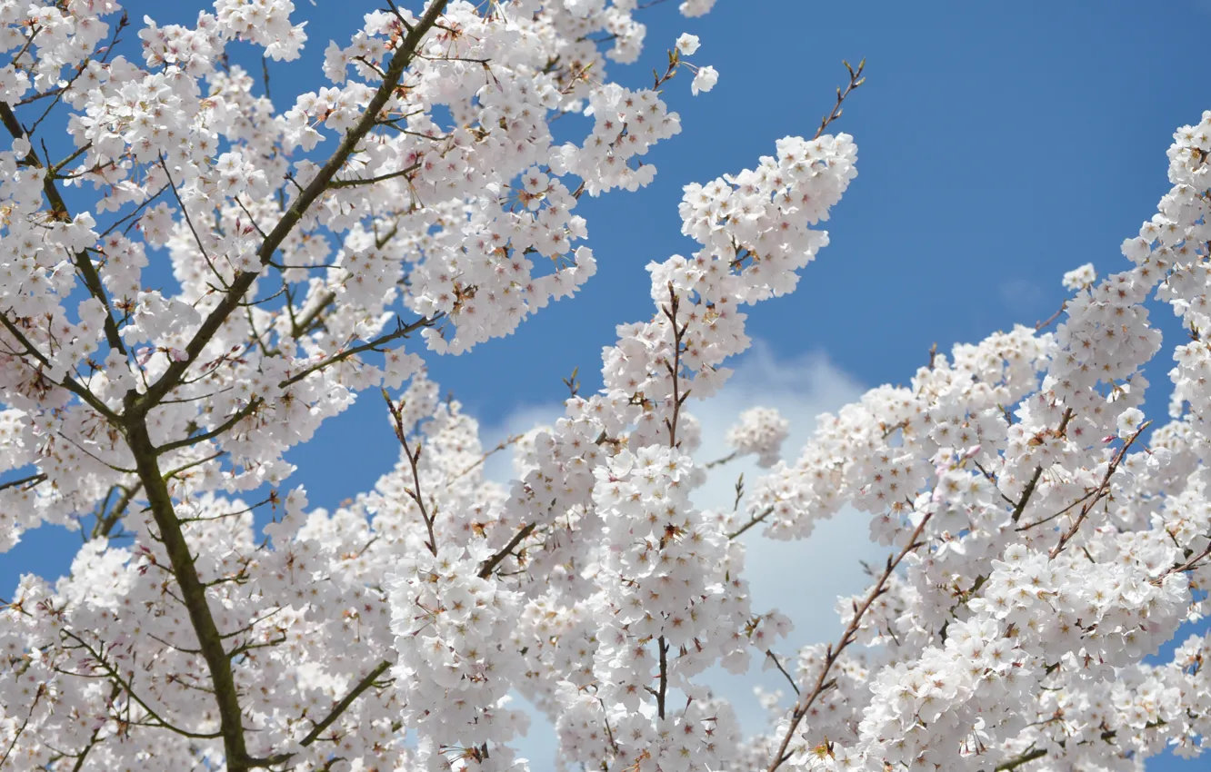 Photo wallpaper spring, flowering, spring, Flowering