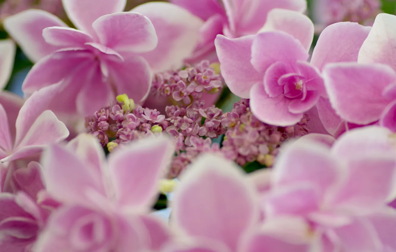 Photo wallpaper macro, petals, hydrangea, inflorescence