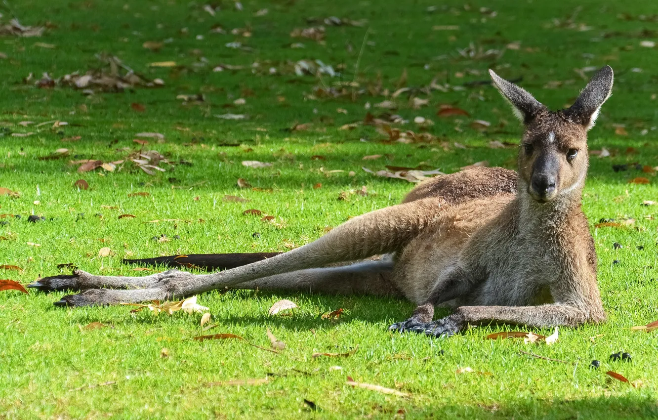 Photo wallpaper stay, kangaroo, wildlife