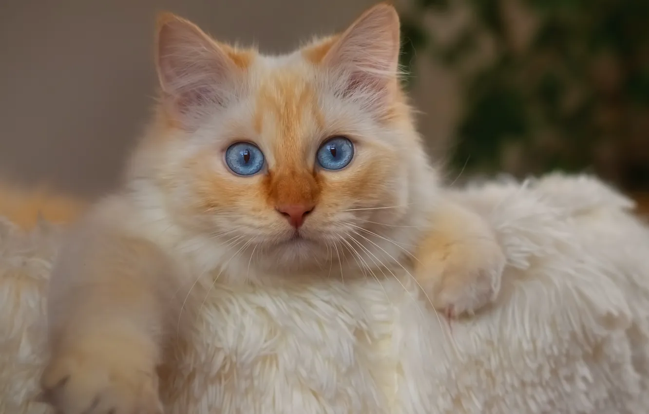 Photo wallpaper cat, look, portrait, legs, muzzle, blue eyes, cat